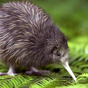 Kiwi