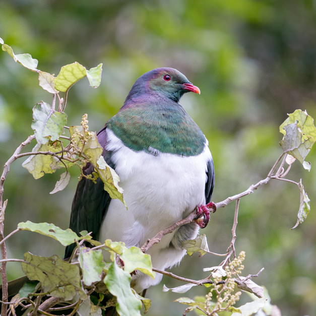 Kereru